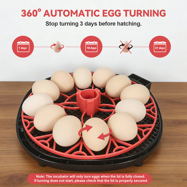 Series II – Smart 12-Egg Incubator for Beginners with Stable Temperature, Adaptive Humidity, Built-in Candler & Auto Turning